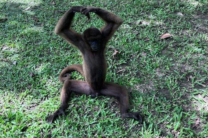 Private Amazon Day Tour: Dolphins, Monkey Island & Pilpintuwasi