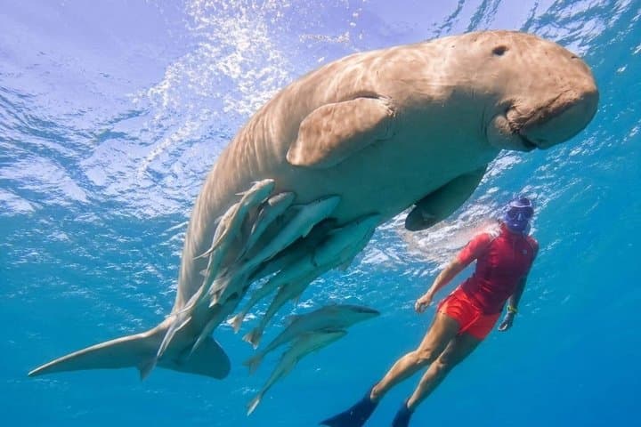 Marsa Alam Snorkeling Trip With Dugong And Turtles Marsa Mubarak