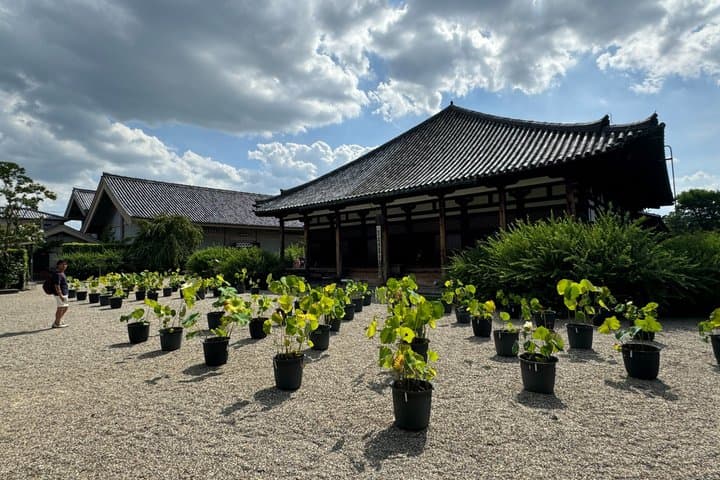 Nara: Old Town Alleys, Temple Culture & Fresh Mochi