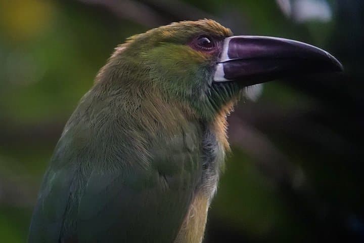 Supreme 100 + Species Challenge: Full day Mindo Birding Adventure.