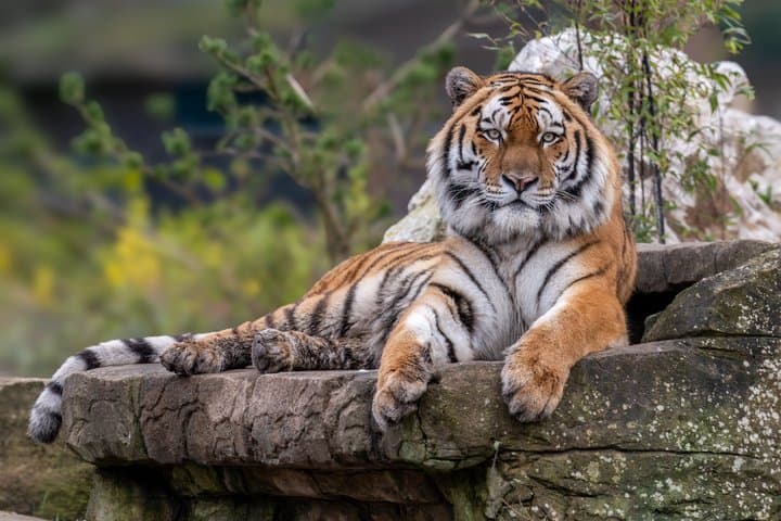 Day Ticket Blackpool ZOO