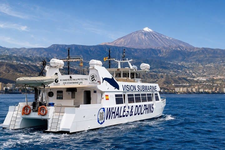 Leaders in Eco Respectful No chase whale and dolphin encounters