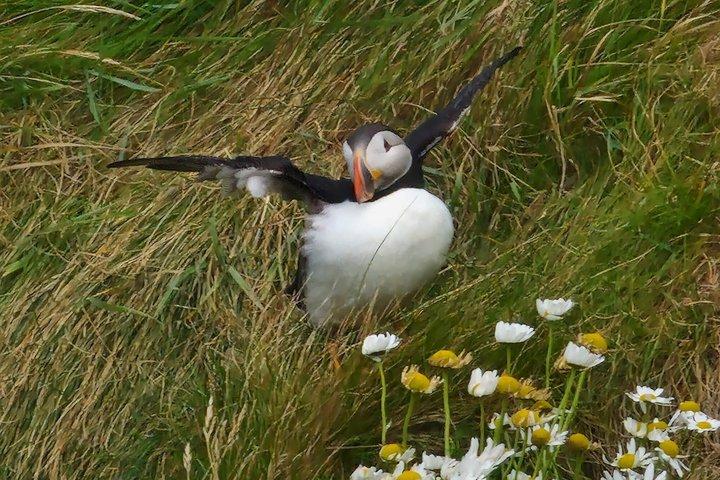 Southernmost Shetland Half Day Tour from Lerwick