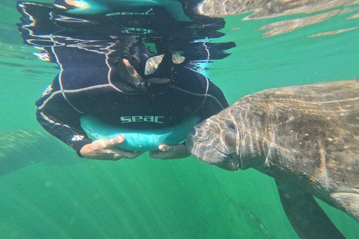 3 Hour Manatee Swim - Small Group w/complimentary photos!
