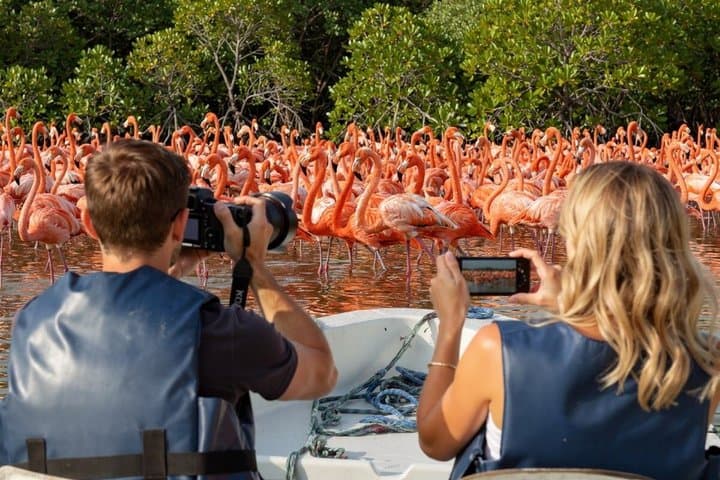 River Lizards and Las Coloradas - Flamencos and Crocodiles Safari plus