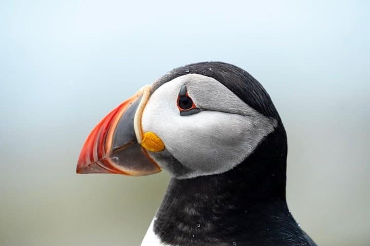 Puffin and Scenic Cruise from Boothbay Harbor
