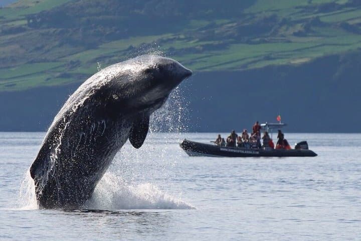 Whale and Dolphin Watching in Pico Island 3 Hour Small Group Tour