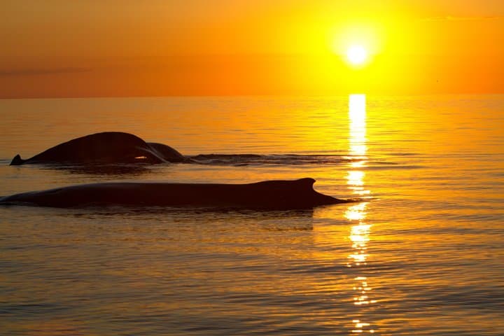 Hervey Bay Sunset Whale Watch with Local Drinks and Cookies