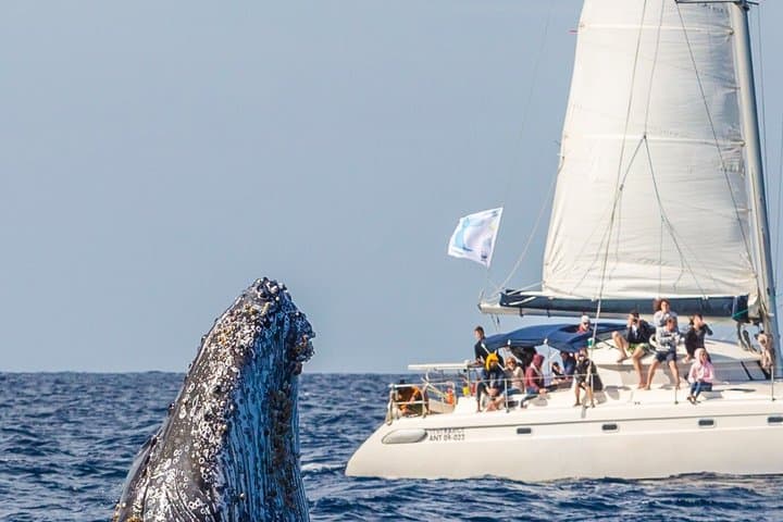 Whale Watching by sailing catamaran from Noumea