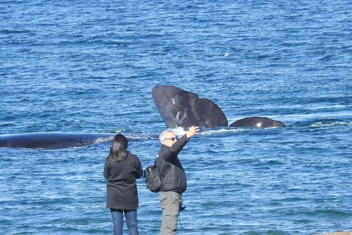 Whale Watching at El Doradillo Beach from Puerto Madryn