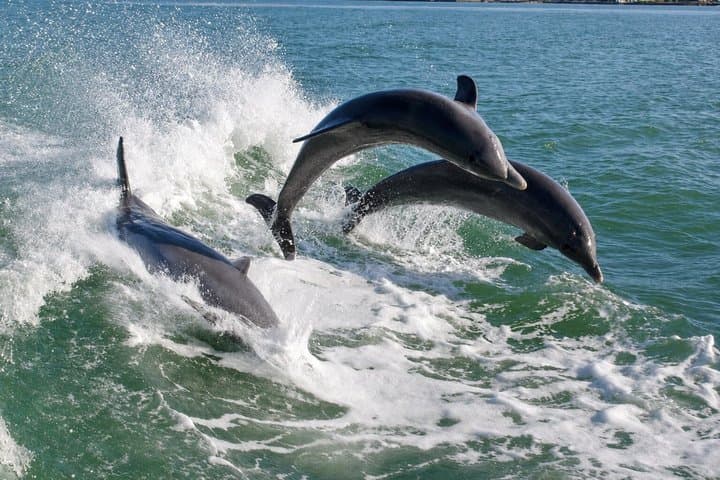 Dolphin Racer Adventure Cruise in St. Pete