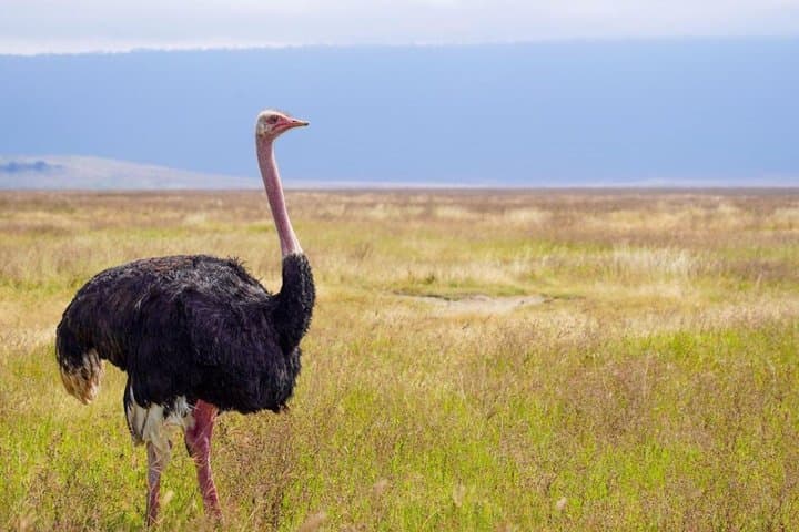 8 Day Wilderness Expedition Serengeti and Ngorongoro Odyssey