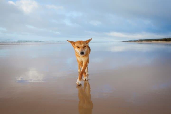 Kgari or Fraser Island Adventure Tour Ex Rainbow Beach