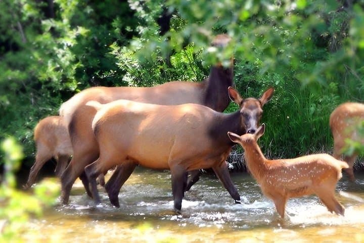 Bozeman Wildlife and Scenery Tour