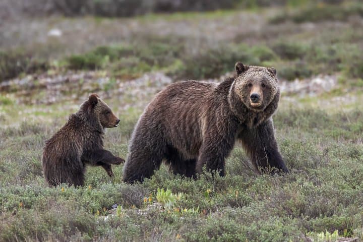 Private Full Day Wildlife Safari in Grand Teton National Park