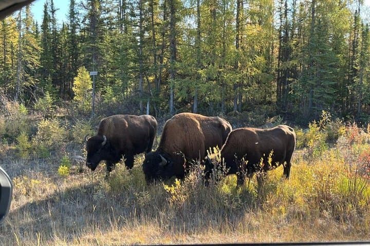 Bison and North Arm Scenic Highway Bus Tour