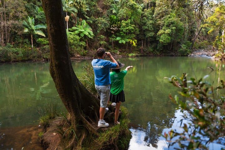 Airlie Beach: Small Group Eungella Wild Platypus Encounter