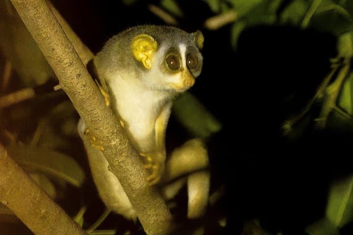 Sigiriya Loris Night Walk Experience with Local Guide