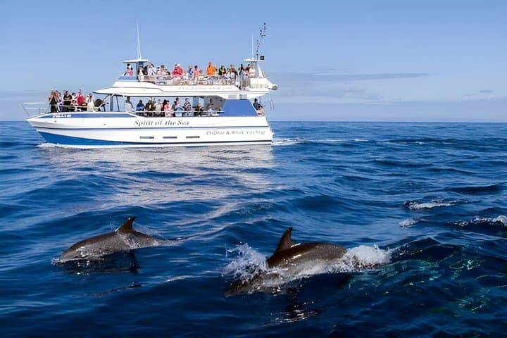 Dolphin and Whale Cruise in Puerto Rico, Gran Canaria