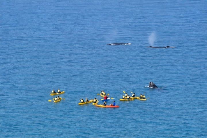 Rainbow Beach: Whale Watching Ocean Kayak Tour & Beach 4X4