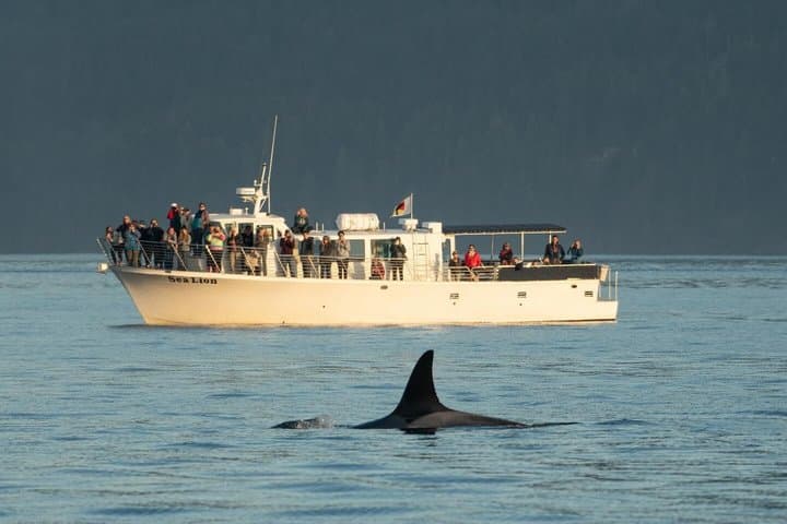 Classic Whale Watch & Wildlife Tour from Roche Harbor