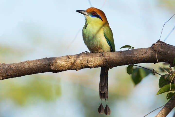 Bird watching in Ixtapa