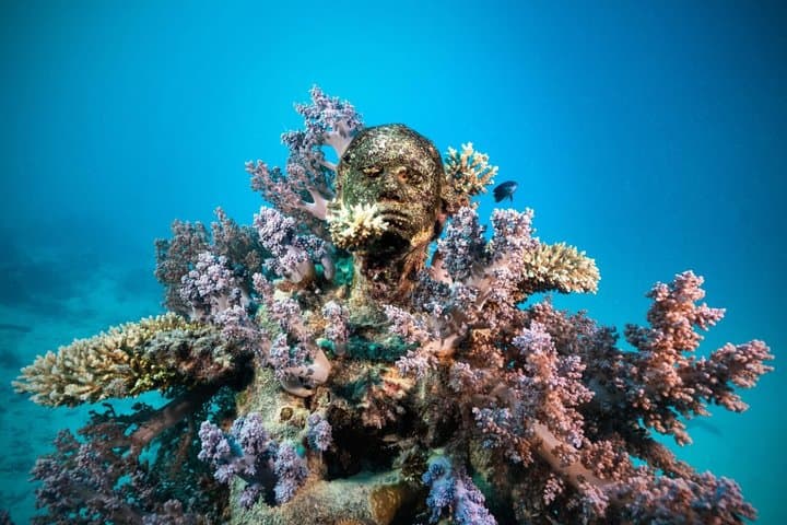 Great Barrier Reef and MOUA Cruise from Townsville or Magnetic Island