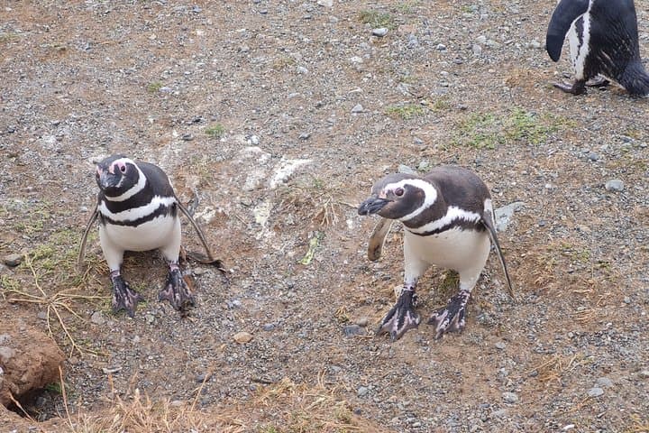 Magdalene Island Catamaran Tour Walk Among Magellanic Penguins