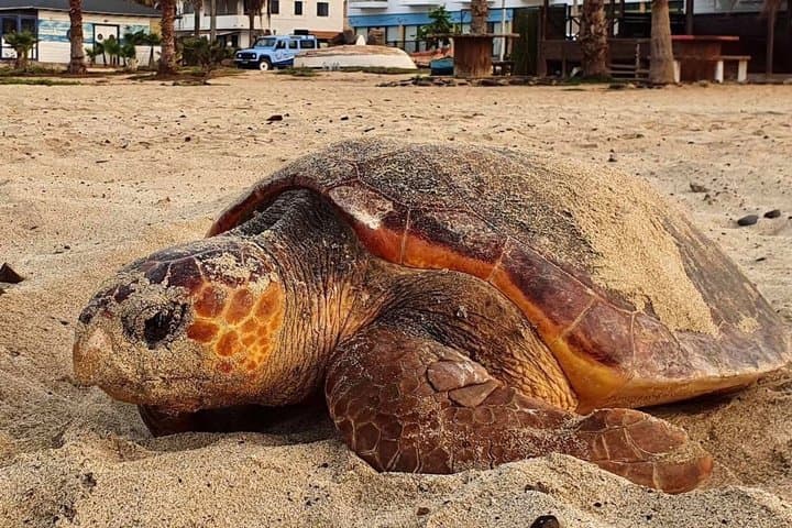 Desova of the Marine Turtles Careta-Careta