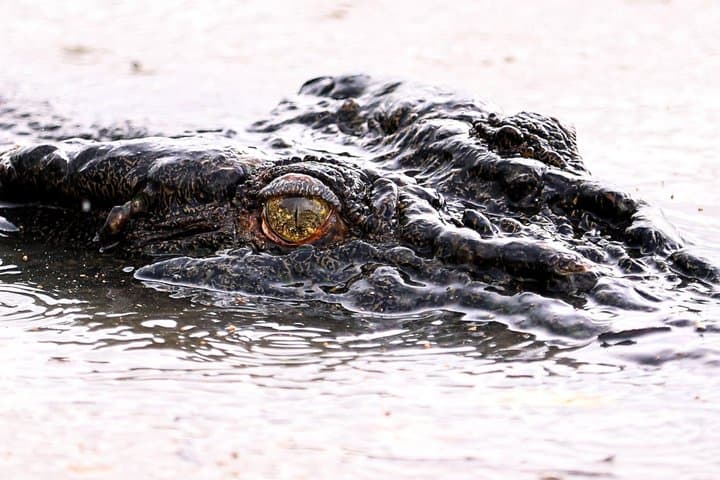 Jumping Crocodiles + Wetlands Half-Day