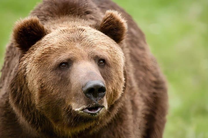 From Bucharest: Bear Sanctuary, Dracula's Castle & Brasov