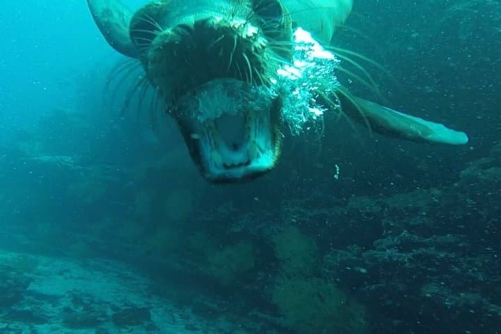 Full Day Snorkeling at Pinzon Island and Santa Cruz Landing