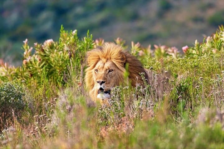 Mossel Bay Wildlife Safari Experience