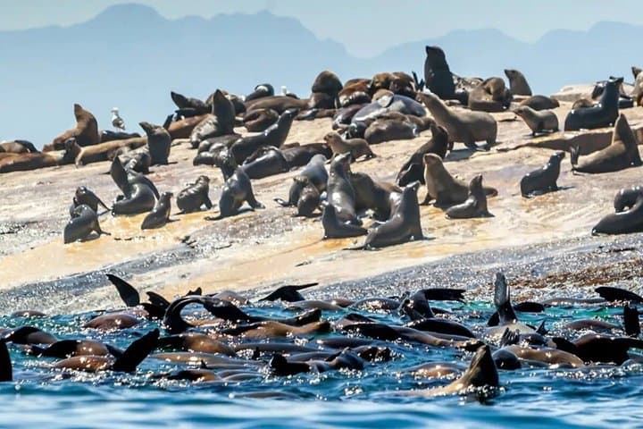 Seal Island Mossel Bay Tour