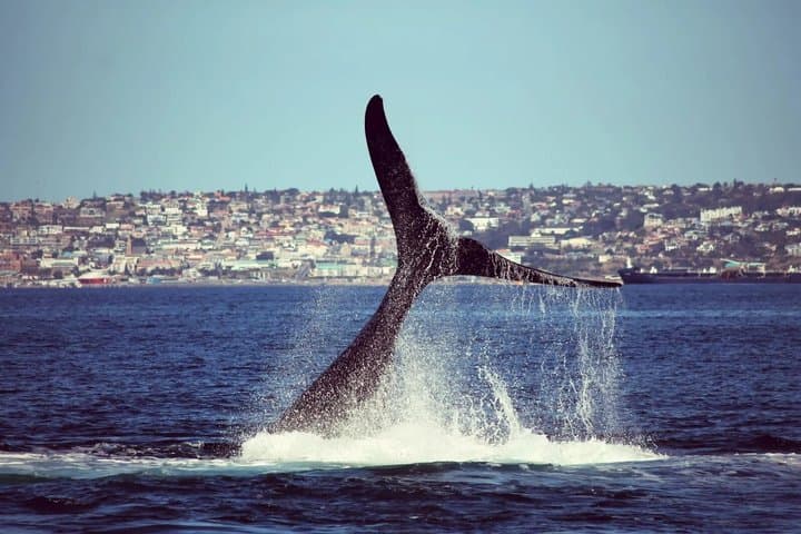 Mossel Bay Whale Watching Tours