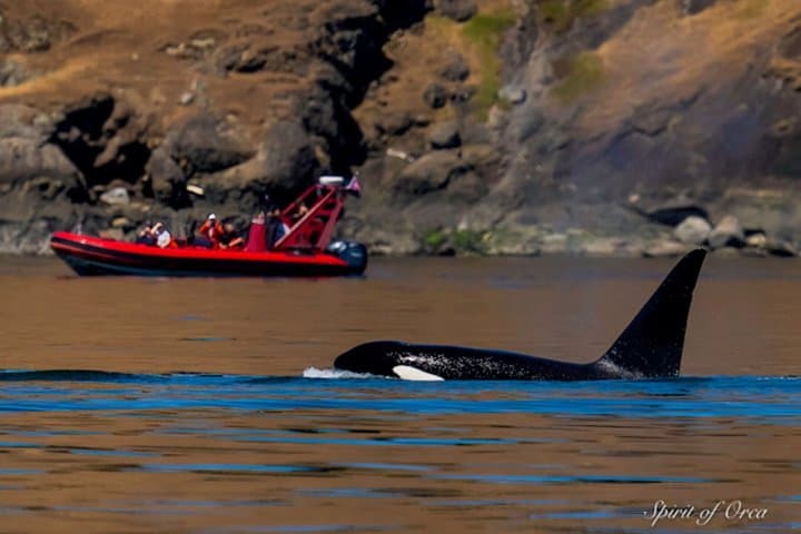 Port Townsend Wildlife Watching Boat Cruise