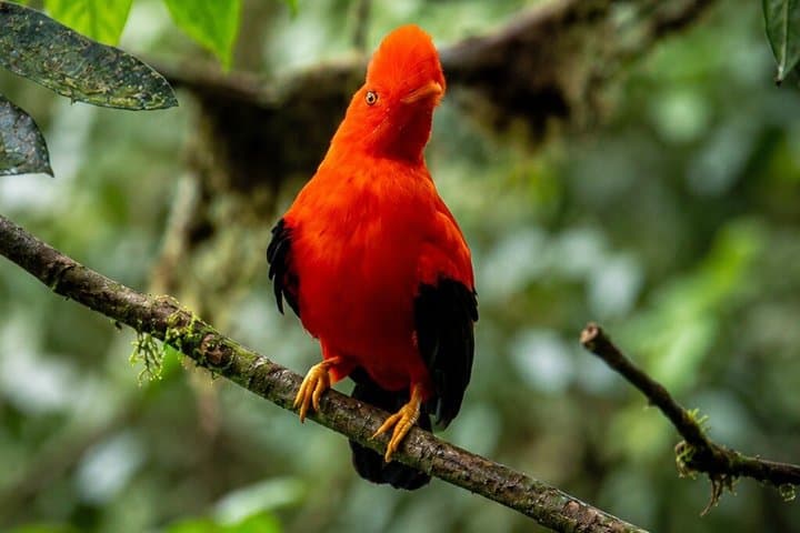 Mindo Cloud Forest Birdwatching & Photography - Private Day Tour