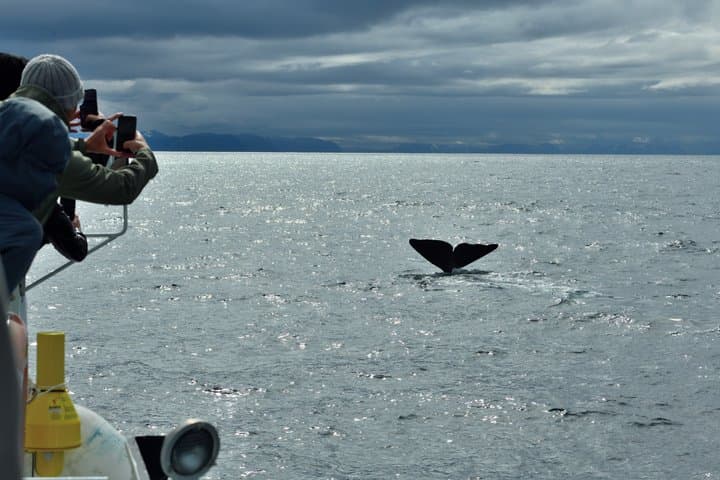 Andenes Whale Safari: Arctic Whale Watching Tour in Vesterålen