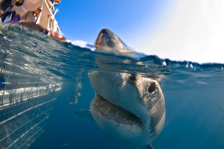 Shark Cage Diving with complimentary air in cage from Gansbaai