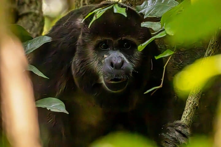 Howler Monkey Trail and Cacao Farm Experience from Guayaquil