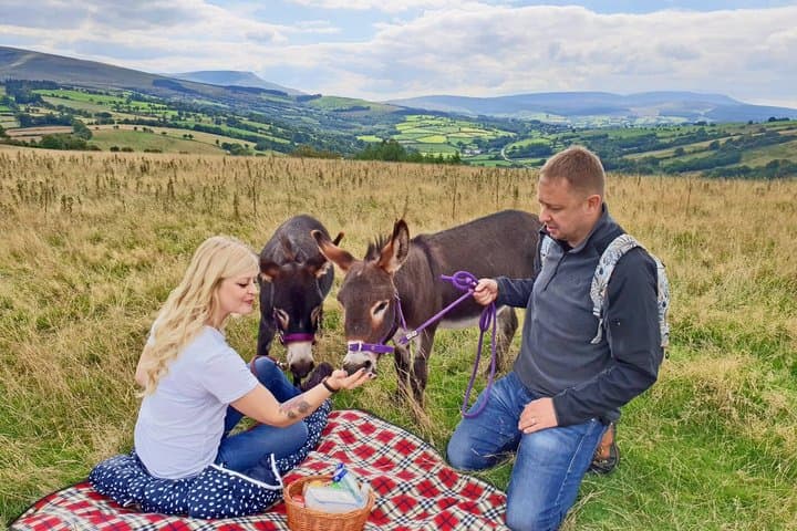 Scenic walks with mini donkeys in the beautiful Brecon Beacons