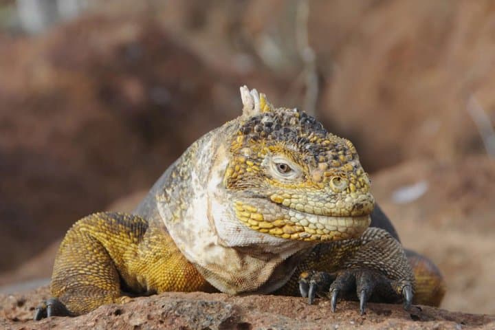 Day Land Tour to North Seymour Island in Galapagos