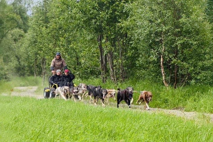 Alta Private Husky Experience at a Racing Kennel
