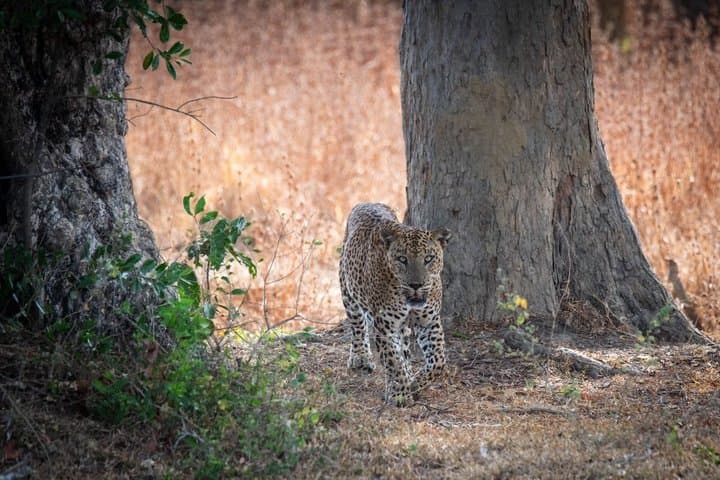 Yala National Park Private Jeep Safari with Entrance Ticket