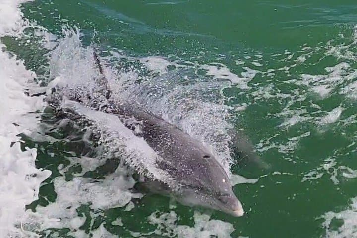Early Bird Eco Tour and Dolphin Watch