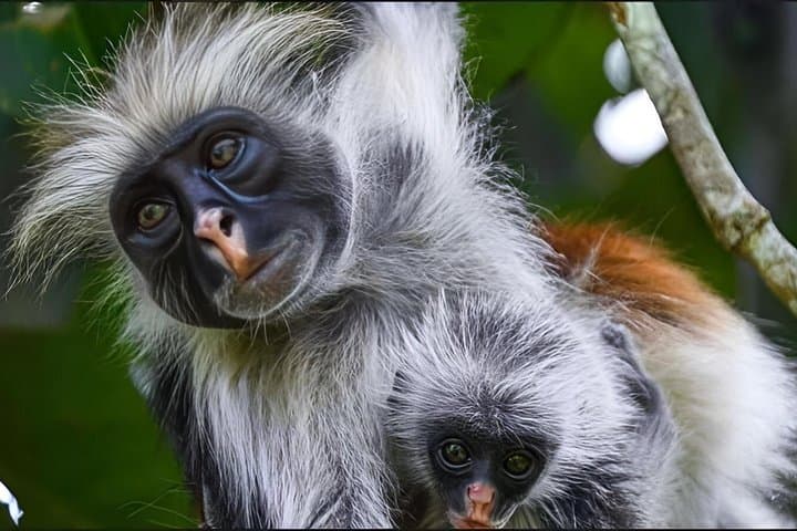 Jozani Forest ,Kuza Cave,Paje beach&the Rock Private Tour