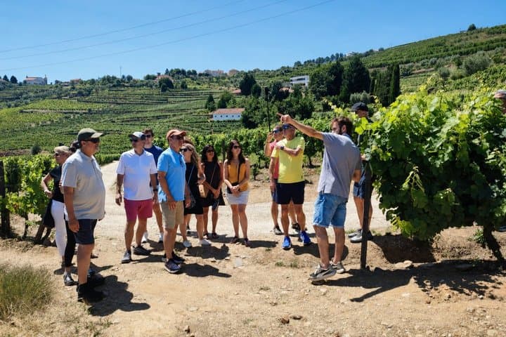 Douro Valley Small-Group Wine Tour: 2 Wineries, Cruise & Lunch