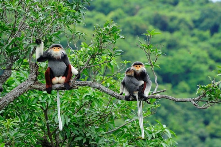 Da Nang Tour: Marble Mountains, Monkey Mountain & Hai Van Pass