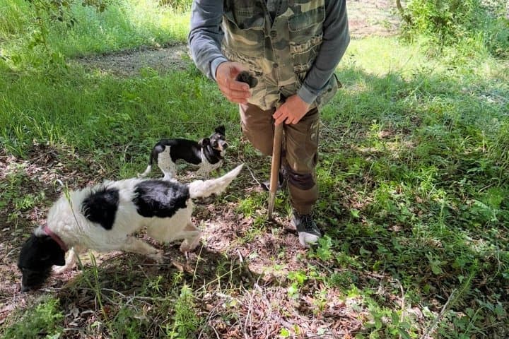 Truffle Hunting Adventure in Nature