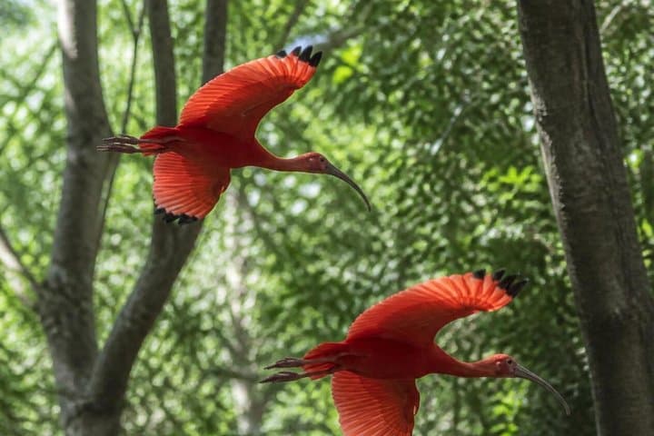 Scarlet Birds of a Feather… Tour Together in Caroni T&T